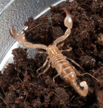 Media type: image; Invertebrate Zoology 46988